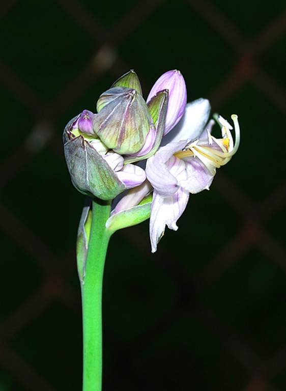 Hosta Bud