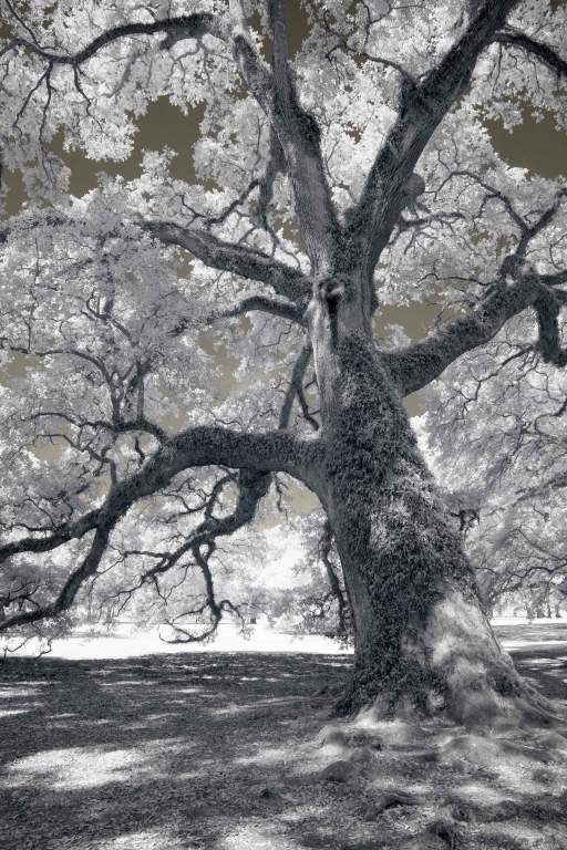 A Live Oak in Louisiana