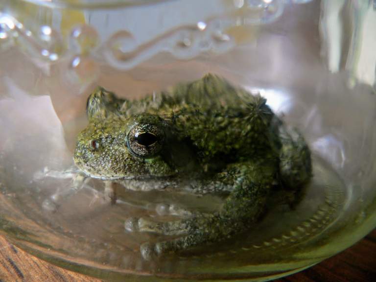 "Frog in a Jar" Digital photography 2016, yes we released the frog and he is doing just fine